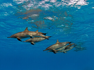 family of spinner dolphins passing by
