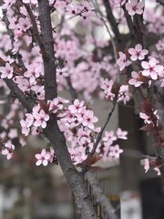 Pink Almond Blossom