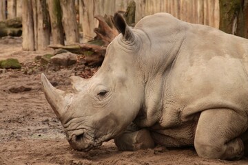 Obraz premium Nashorn