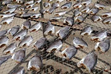 fish wall texture