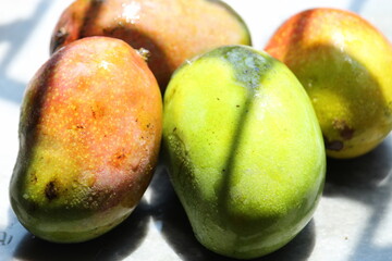 Raw and ripe fresh mango close display under daylight in summer season.