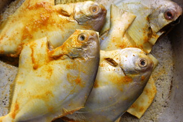 Cropped, partial and close view of sea fish 'Pomfret'.  Fresh raw sea fish ready to cook display with selective focus.