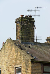 Feral pigeons sunbathing on the warm roof of an old house