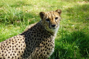 close up of a cheetah in the grass