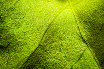 Abstract green leaf background for texture, macro