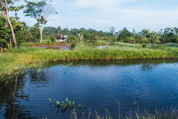 tropical landscape, amazon, riverside, tilapia pools