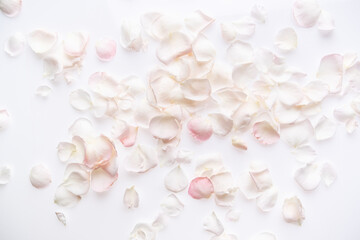 Fototapeta na wymiar pink roses petals on white background. Flat lay, top view. Valentine's background