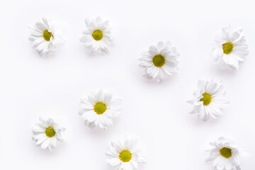 Camomile flower composition  isolated on the white background. Overhead view