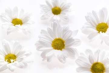 Camomile flower composition  isolated on the white background. Overhead view