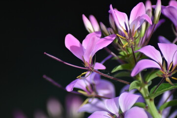 Blühende Spinnenblume (Cleome)