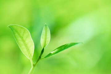 Leaves close up nature view of green leaf on blurred greenery background in garden Use as background image for pasting text or characters