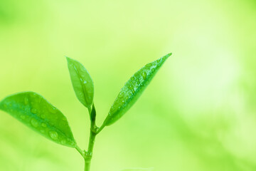 Leaves close up nature view of green leaf on blurred greenery background in garden Use as background image for pasting text or characters