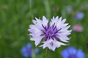 purple flower of a thistle