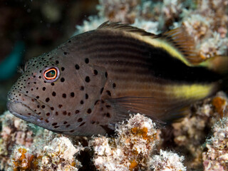 black sided hawkfish lurking for prey