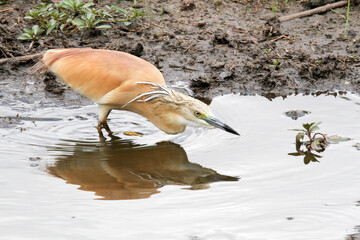 Squacco Heron hunting for small fish
