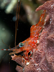 green eyed dancing shrimp searching for food during the night