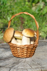 Porcini mushrooms (lat. Boletus edulis) in a basket on an old stump