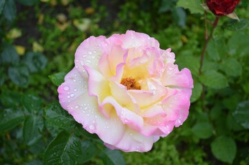 pink rose in the garden