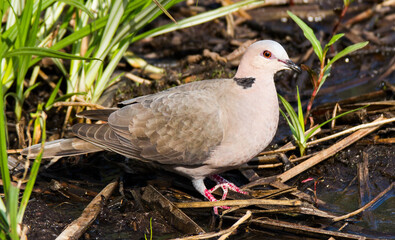 Red-eyed dove on marshy ground
