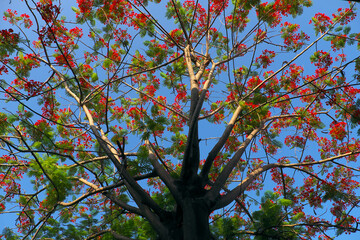 flamboyant tree with wonderful branch blooming red vibrant phoenix flower on blue sky background
