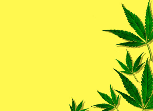 Creative green cannabis leaves in yellow background.