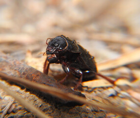 Black big dung beetle. Macro shot.