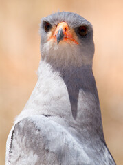 Head portrait of a Pale Chanting Goshawk in the Kalahari desert