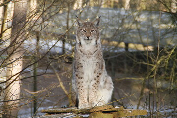 Luchs