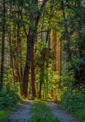Fototapeta na wymiar Weg durch einen Wald