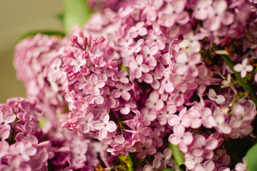Fototapeta premium Blooming pink branch of a lilac bush.