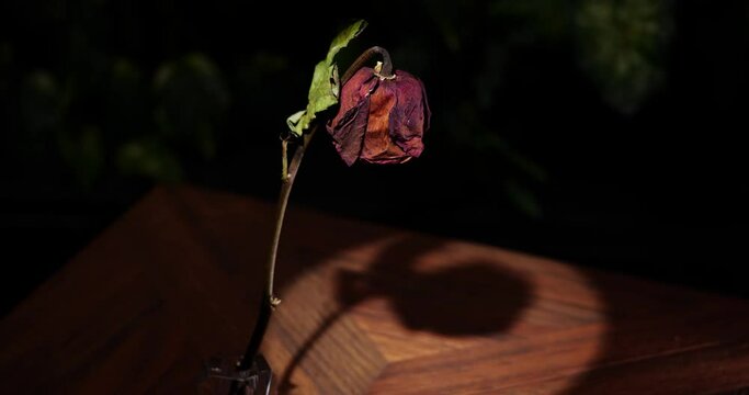 Dying Rose on Black Background Rotating