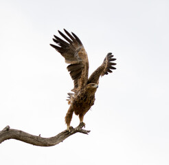 Tawny Eagle takes off from dead tree
