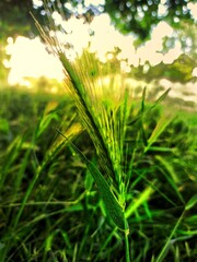 épis de blé dans un parc de Rueil-Malmaison