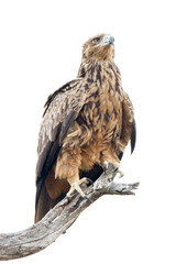 Portrait of a Tawny Eagle