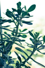 Macro shot of a tree Crassula. home plant.