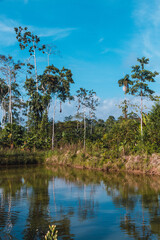 tropical landscape, amazon, riverside, tilapia pools