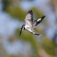 Pied Kingfisher hovering above water