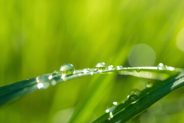 Close-up green fresh blade of grass, detailed macro photo. Summer background image in green shades....