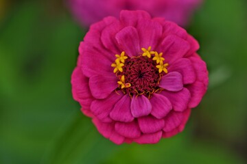 Obraz premium red and yellow flower