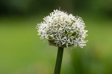 Close up of a beautiful flower in the garden at spring time