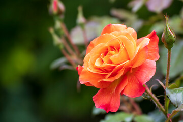 Rose, close up of a beautiful flower in the garden at spring time