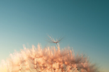 Dandelion seed came off the flower. Beautiful colors of the setting sun. Copyspace. The concept of freedom, loneliness. Detailed macro photo.