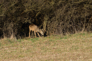 Roe deer with antlers in growth comes from dense bushes to graze in spring