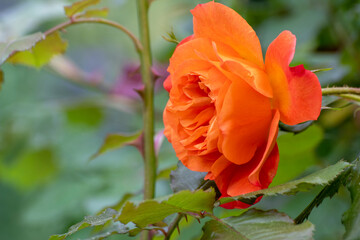 Rose, close up of a beautiful flower in the garden at spring time