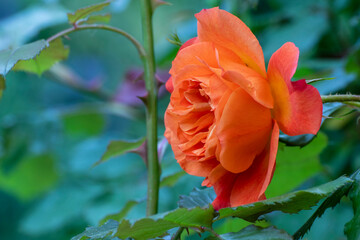 Rose, close up of a beautiful flower in the garden at spring time