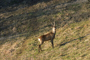 Portrait of roe deer on the meadow in spring time