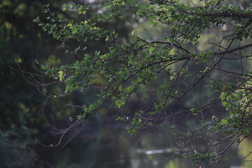 spider web in the morning dew