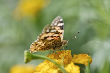 butterfly on a flower