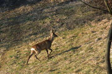A young roe deer with antlers grazes on a green meadow in the early evening