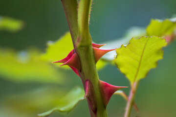 Rose, close up of a beautiful flower in the garden at spring time